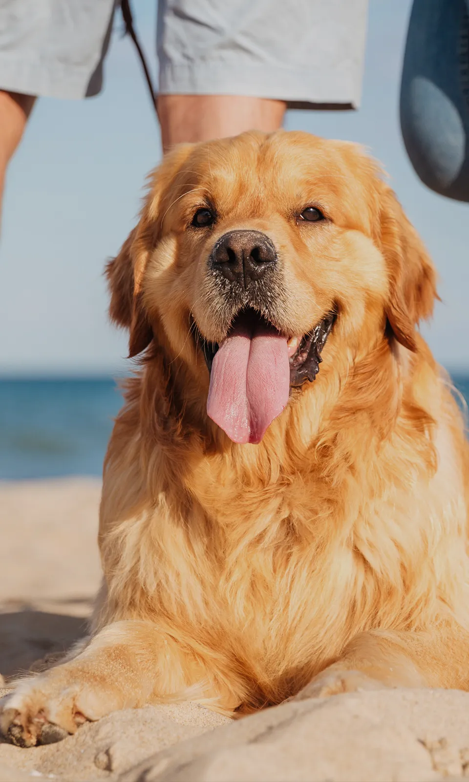 写真：愛犬と浜辺で記念写真